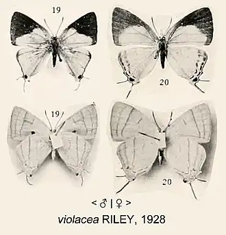 Iolaus violacea