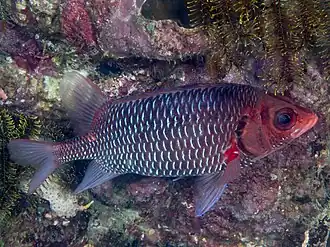 Sargocentron violaceum