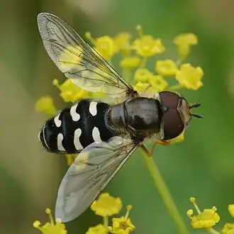 Witte halvemaanzweefvlieg
