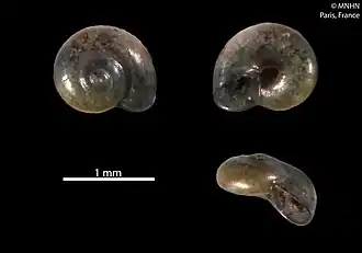 Vitrinella pseudoaristata