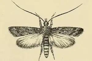 Vitula edmandsii