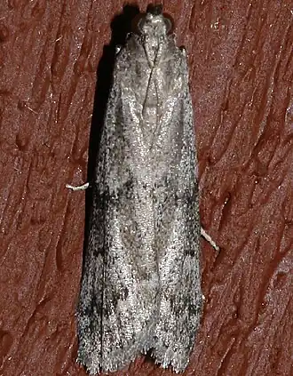 Vitula serratilineella