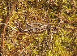 Zonnend koppeltje uit de omgeving van Arnhem.