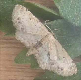 Idaea dimidiataVlekstipspanner