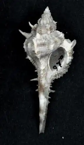 Vokesimurex malabaricus