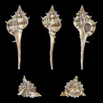 Vokesimurex rectirostris
