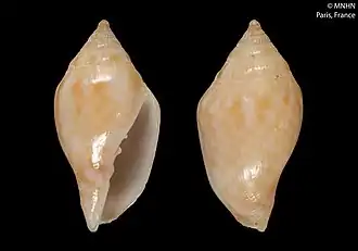 Volutomitra glabella