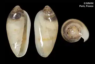 Volvarina florenceae