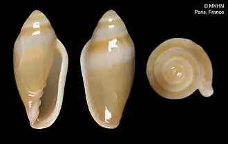 Volvarina hennequini