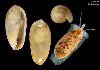 Volvarina virginieae