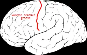 mediaal aanzicht van de linkergrotehersenhelft