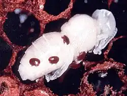 Varroamijt op een pop