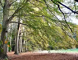 Bomenrij in het gebied