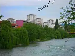 Treurwilgen aan de oevers van de Vrbas in Banja Luka