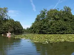 Friese Veen toen roeien nog was toegestaan