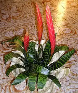 Vriesea splendens