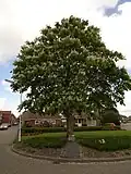 Vrijheidsboom