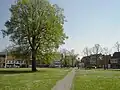 Vrijheidsboom