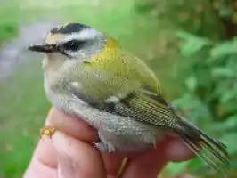 Vuurgoudhaantje als ringvangst