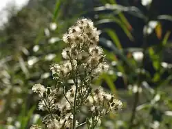 Een vruchtdragende bloeiwijze