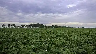 Aardappelland in de Waardsterpolder met een restant van de Waarddijk op de achtergrond