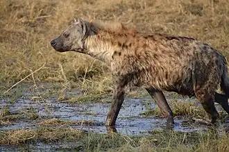 Gevlekte hyena