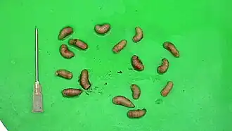 Gasterophilus haemorrhoidalis