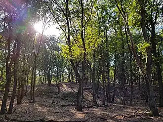 Natuurreservaat rivierduin Wahler Berg, bij Zons'