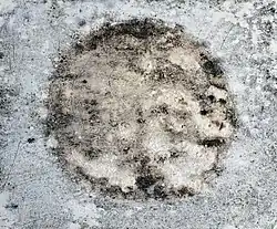 Schimmel op een schilderij, in dit geval is de schimmel opzettelijk aangebracht.