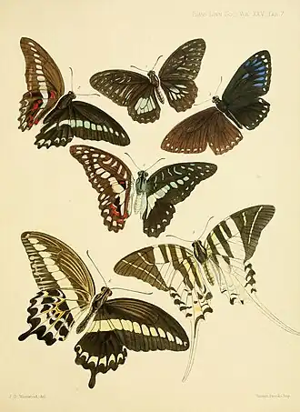 Graphium thule