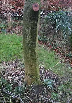 Bloedende notenboom na snoei in half januari