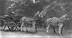 Heer Rothschild met zijn beroemde zebrakoets (Equus burchelli), waarmee hij dikwijls door Londen reed.