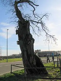 De binnenzijde van de Onzelievehereboom