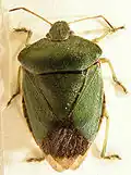 Palomena prasina (Groene schildwants. groene stinkwants)