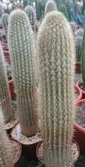 Weberbauerocereus johnsonii