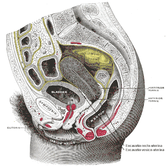 Holte van Douglas (excavatio vesicouterina) label rechts onder