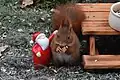 Kerstman met eekhoorn
