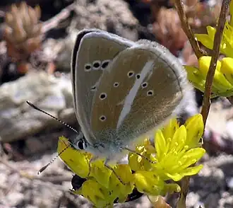 Polyommatus damonWitstreepblauwtje