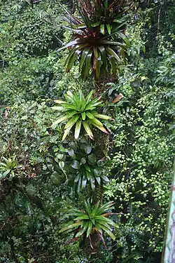 Werauhia':-soort in Monteverde (Costa Rica)