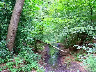 De Westerbeeksloot anno 2009 in de omgeving van Frederiksoord