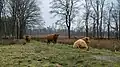 Schotse hooglanders in het natuurgebied Westerbroek