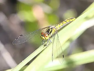 Nannophya occidentalis