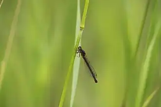 Amphiagrion abbreviatum