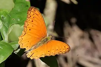 Lachnoptera anticlia