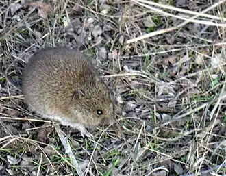 Westelijke oogstmuis