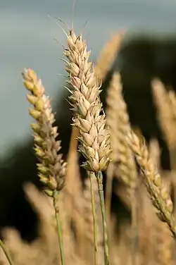 tarwe(Triticum aestivum)