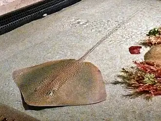 Maculabatis gerrardi