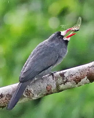 Witvoorhoofdtrappist