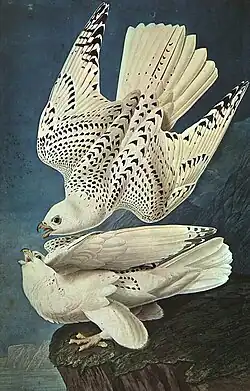 White Gerfalcons, Giervalken
