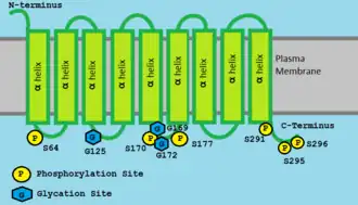 alfa-helices in TMEM241 in celmembraan. TMEM241 Isoform 1 posttranslationele modificatieplaats.
